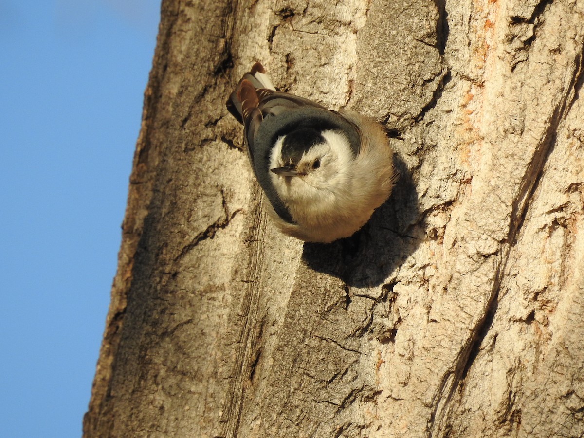 White-breasted Nuthatch - ML145457311