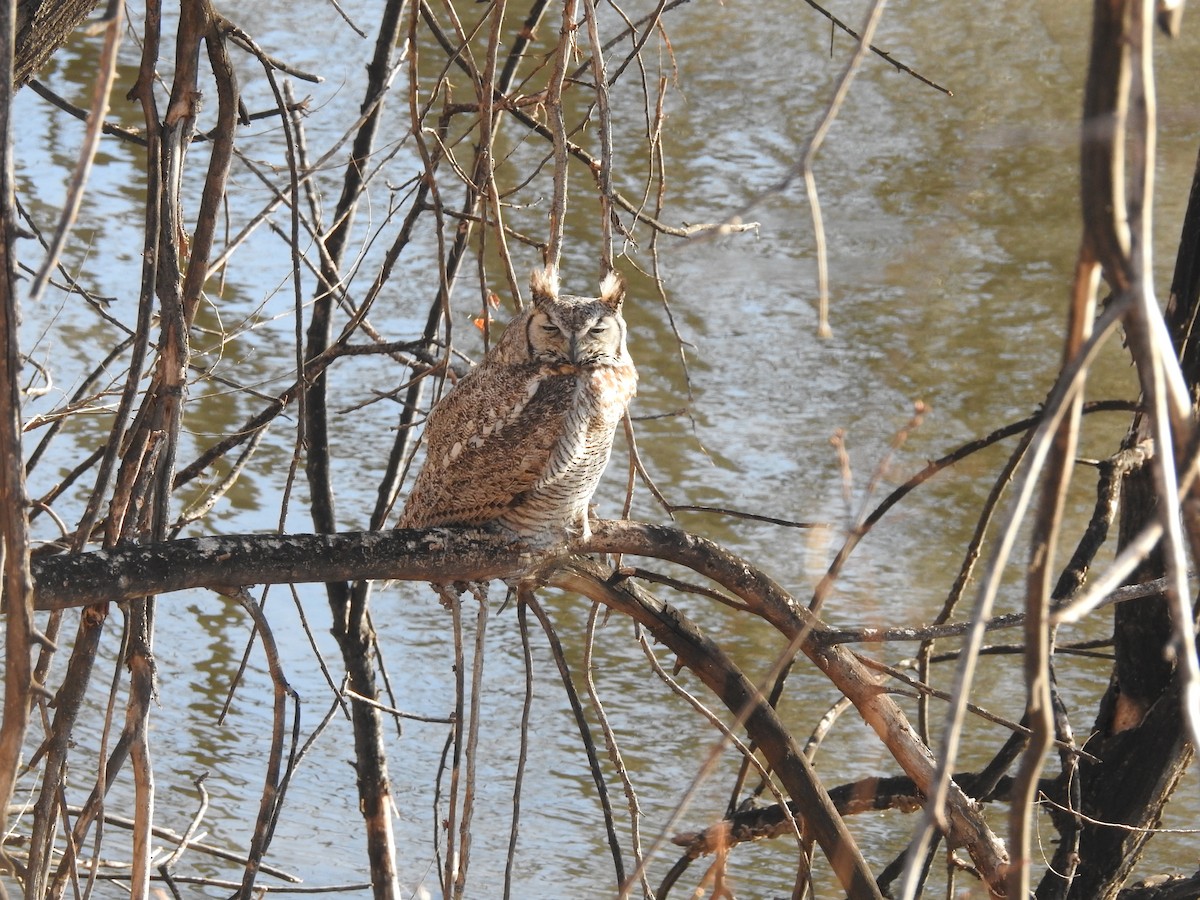 Great Horned Owl - ML145457351