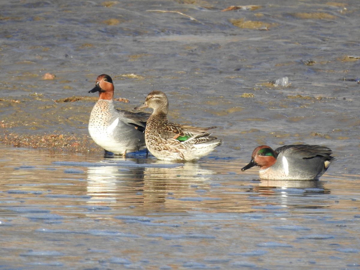 Green-winged Teal - ML145457511