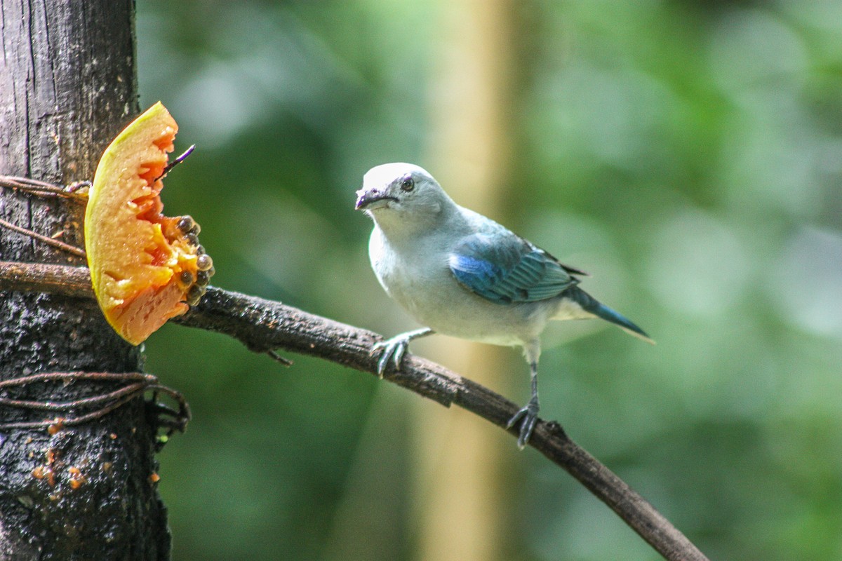 Blue-gray Tanager - ML145460141