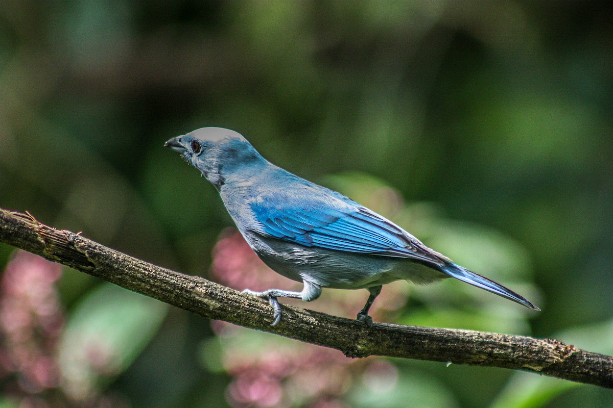Blue-gray Tanager - ML145460151