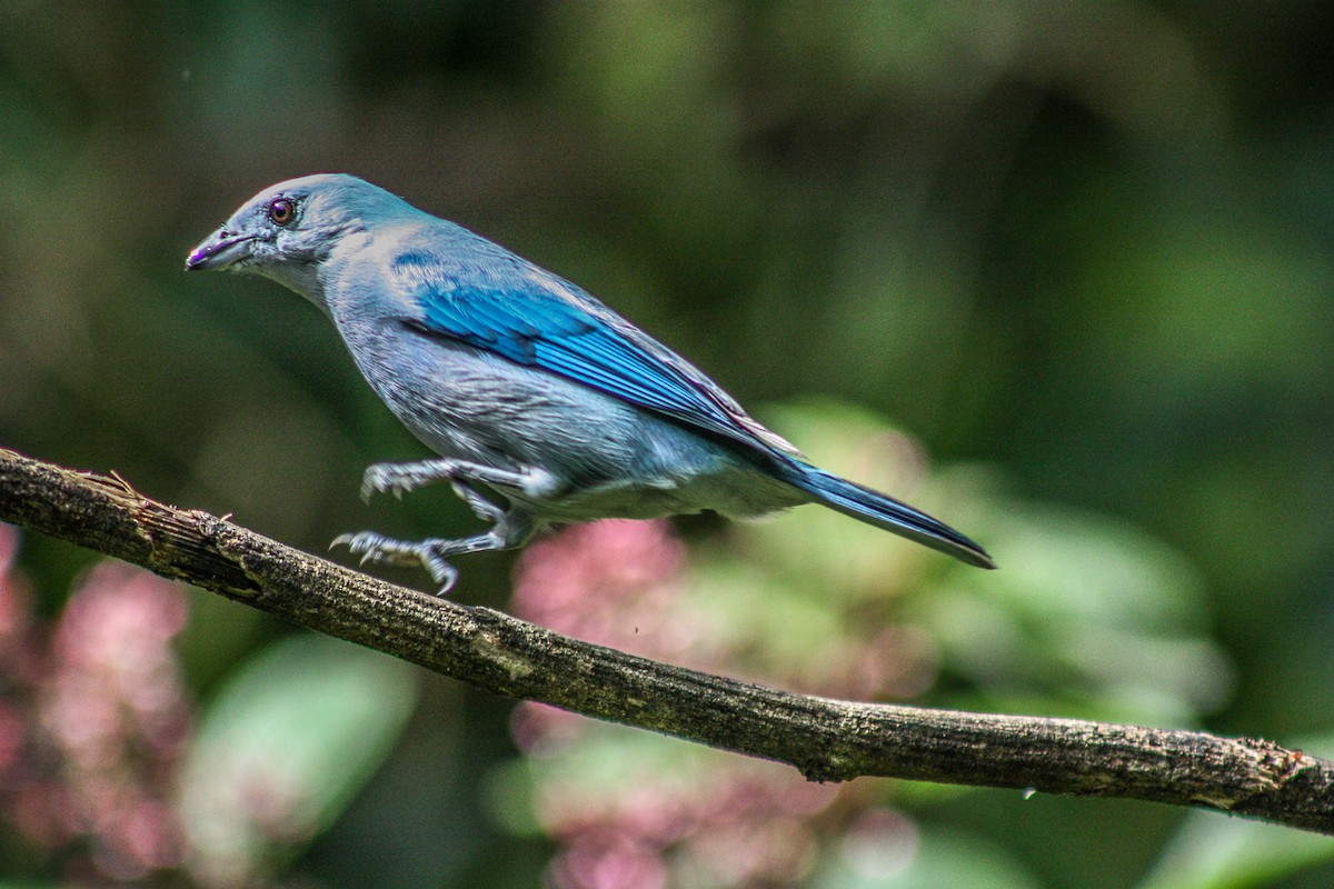 Blue-gray Tanager - ML145460161