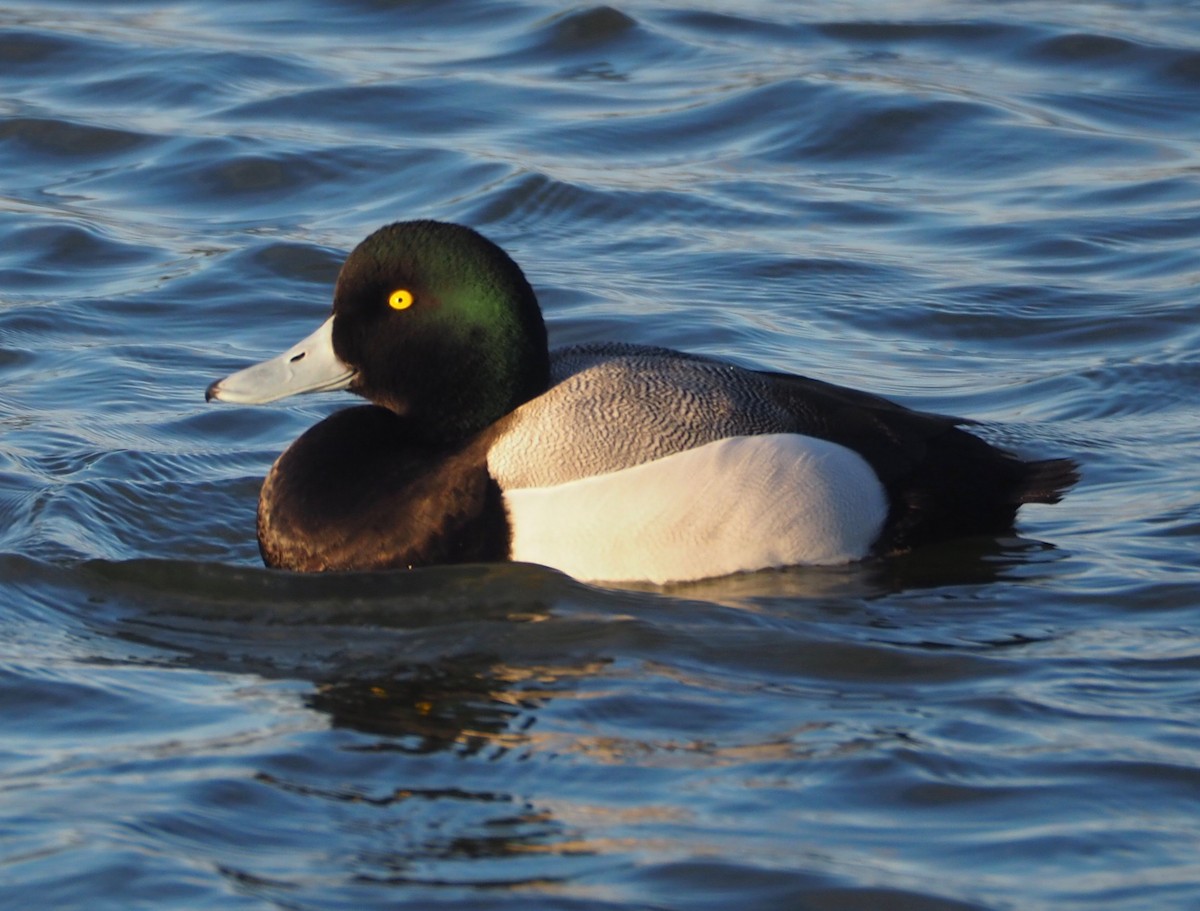 Greater Scaup - ML145460311