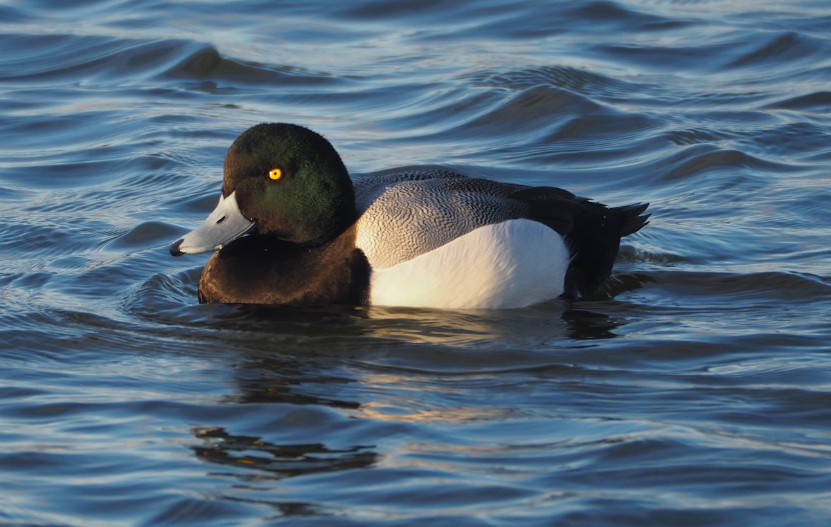 Greater Scaup - ML145460341