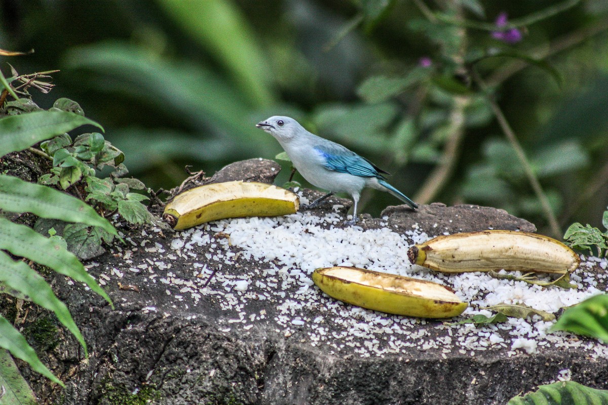 Blue-gray Tanager - ML145460581