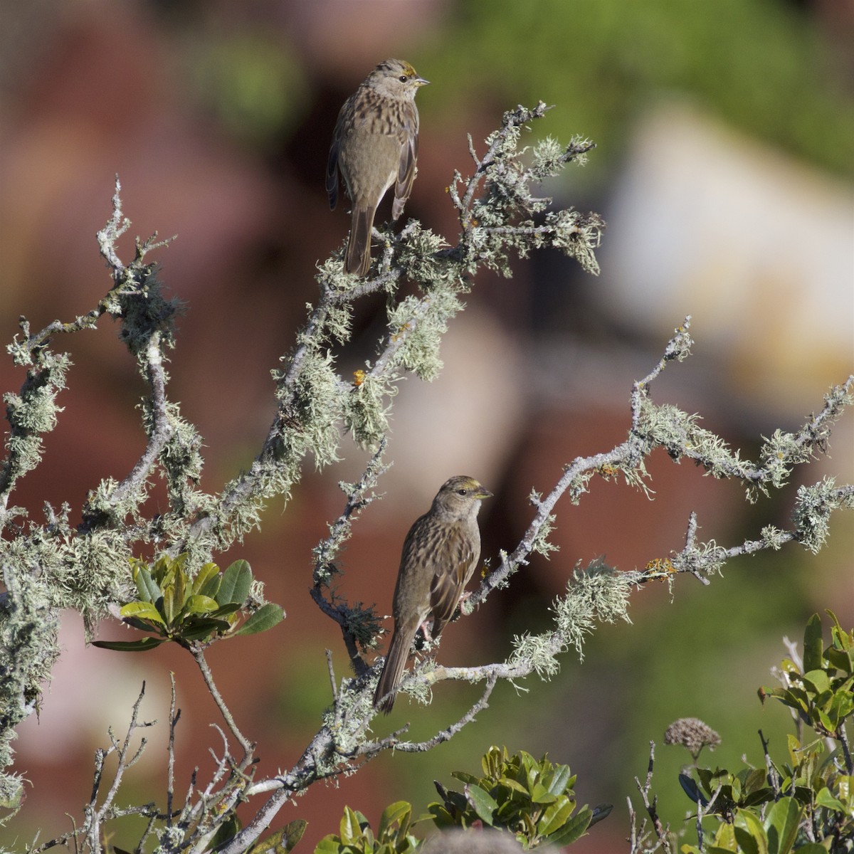 Golden-crowned Sparrow - Nicole Desnoyers