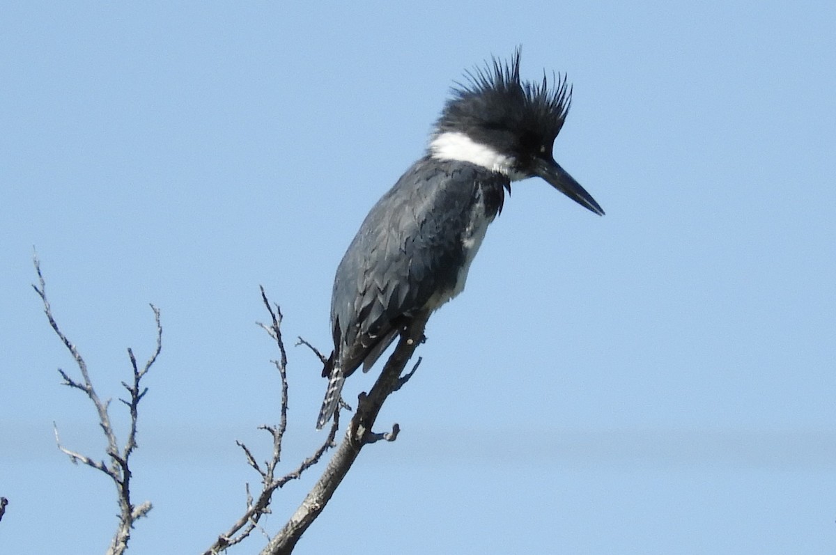 Belted Kingfisher - Sandy Fabritius