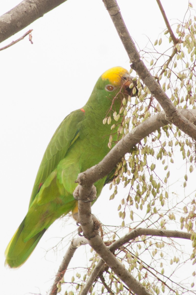Yellow-crowned Parrot - Pedro Cabello Maleno