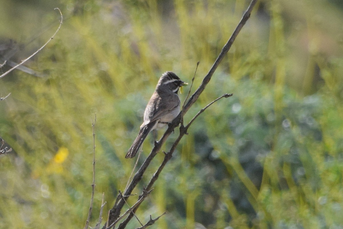 Black-throated Sparrow - ML145470741