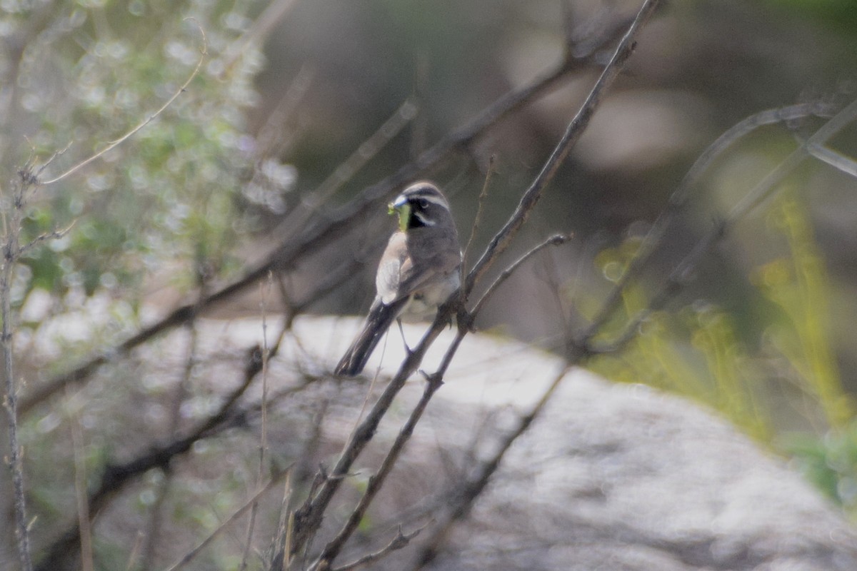 Black-throated Sparrow - ML145470751