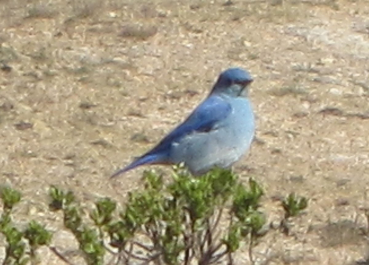 Mountain Bluebird - ML145470981