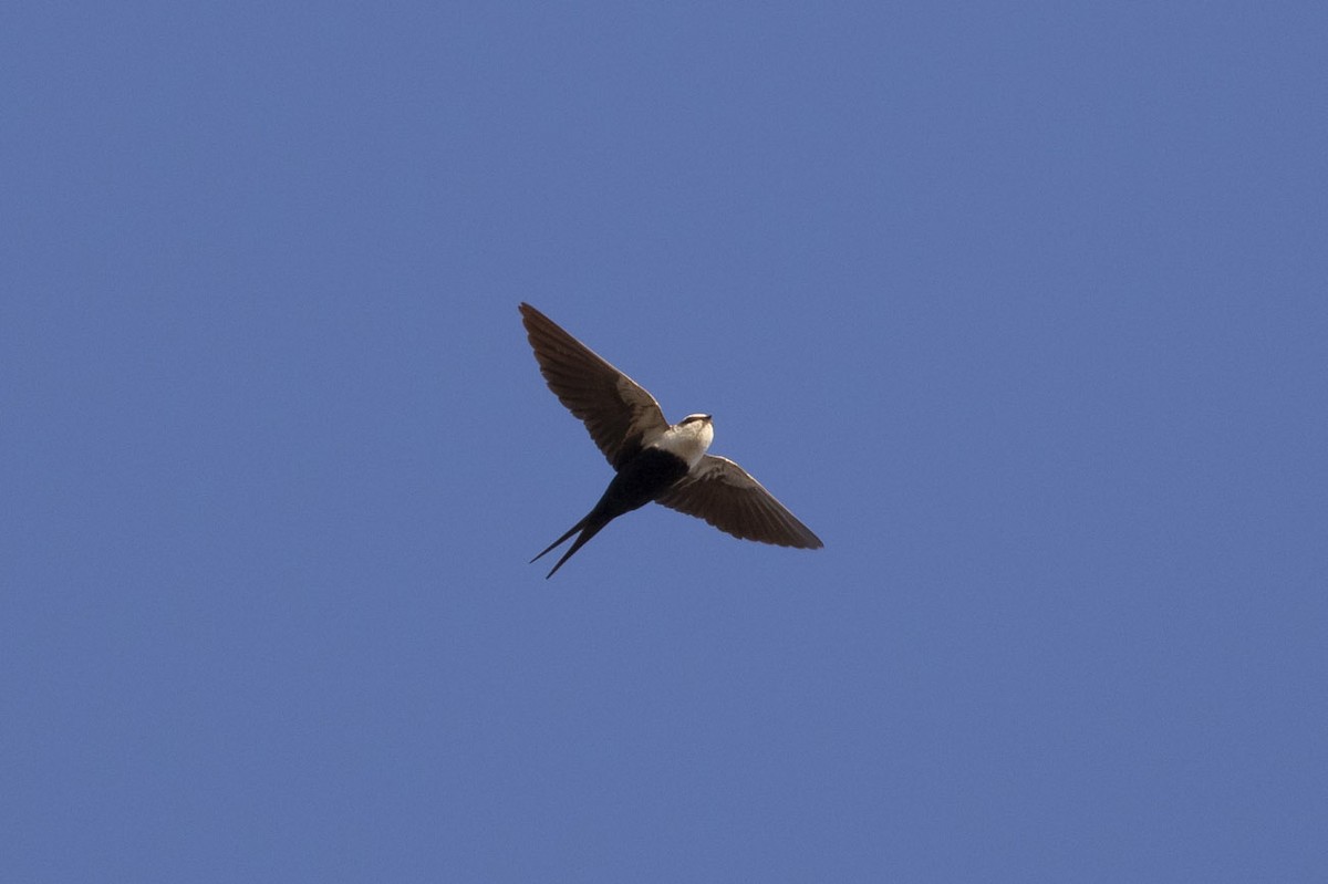 White-backed Swallow - Michael Todd