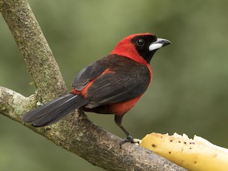  - Masked Crimson Tanager
