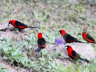  - Masked Crimson Tanager