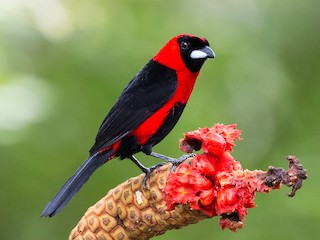  - Masked Crimson Tanager