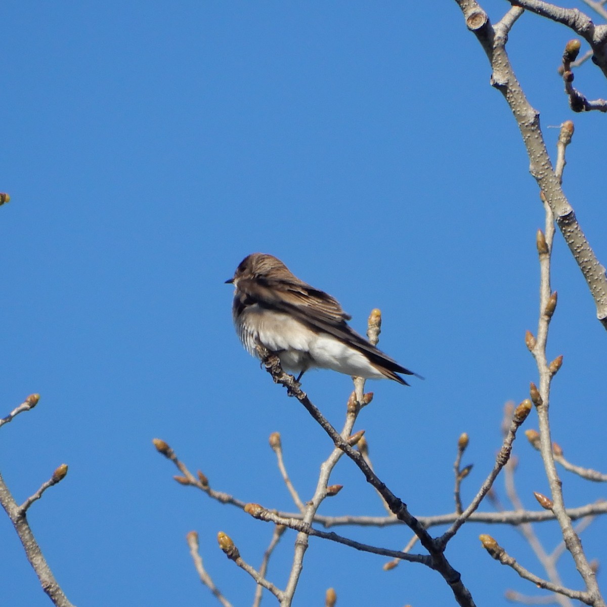 Northern Rough-winged Swallow - ML145472941