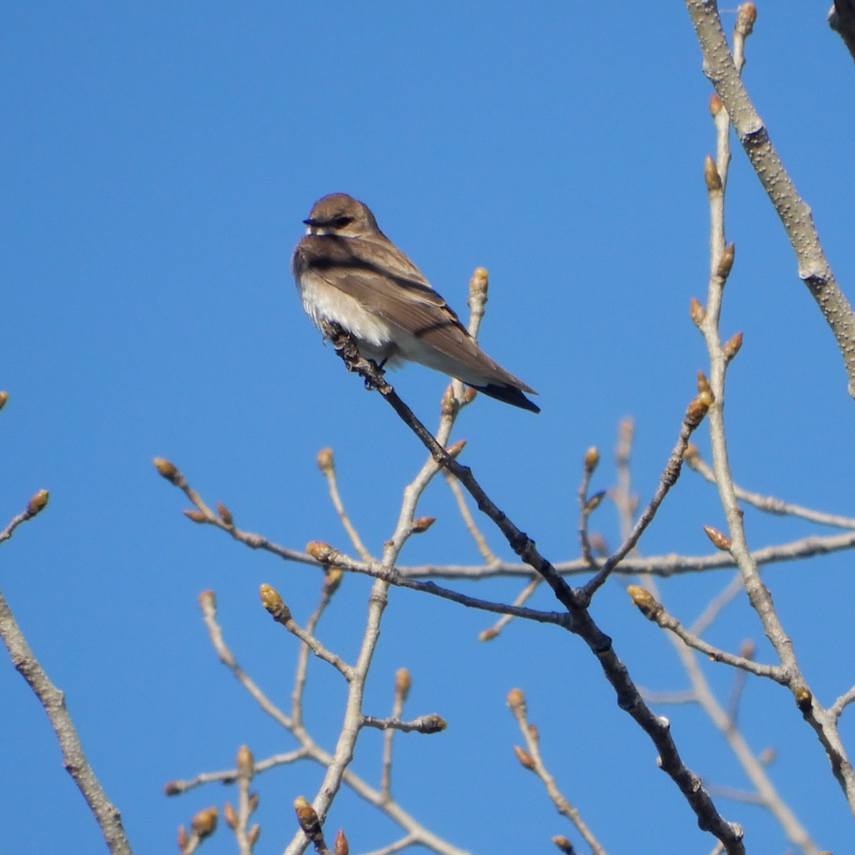 Northern Rough-winged Swallow - ML145472971