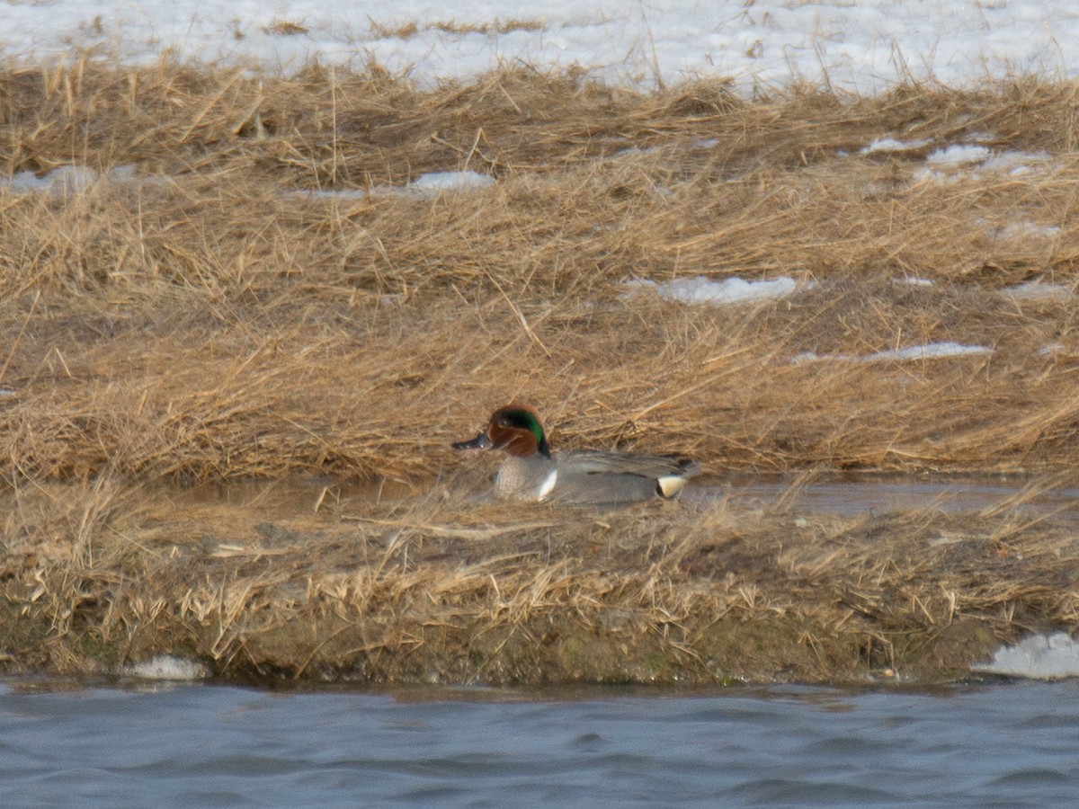 Green-winged Teal - ML145476261