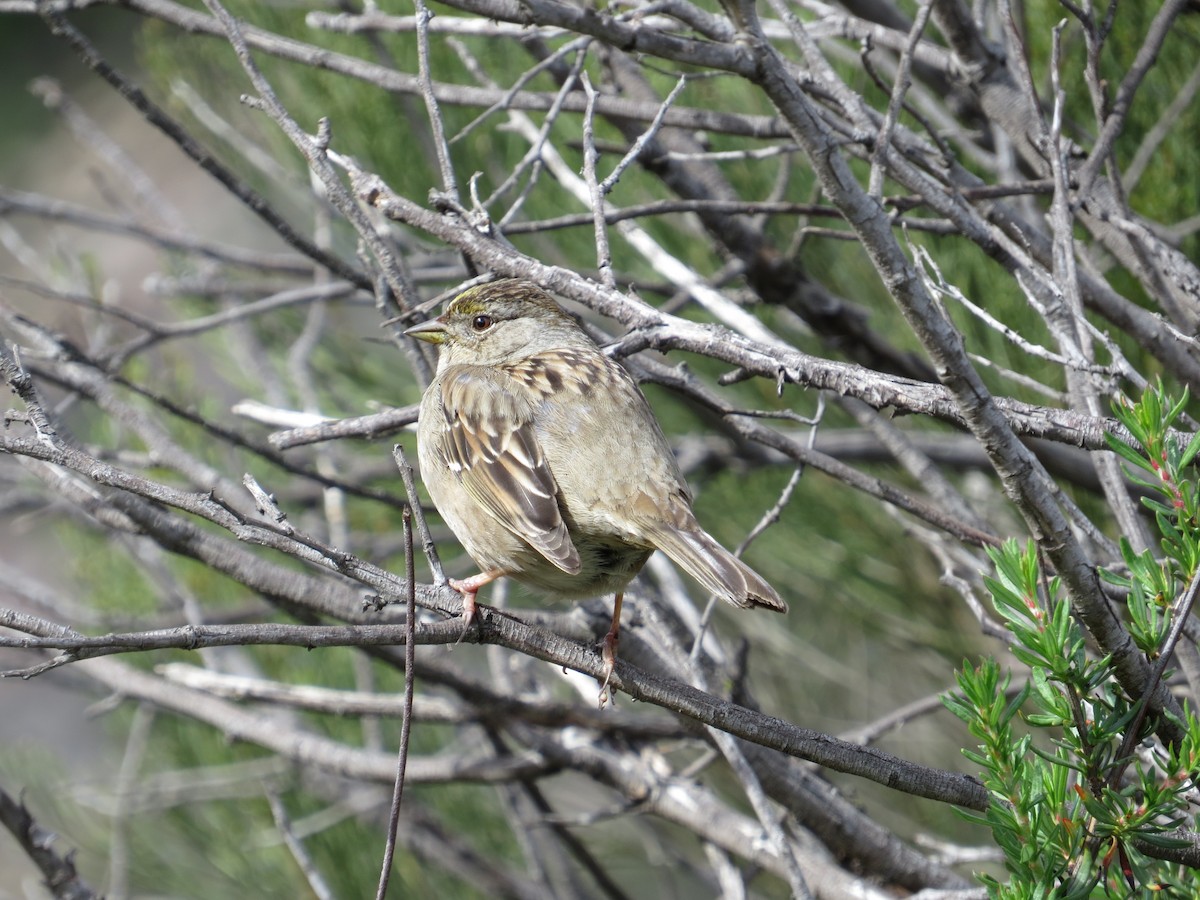 Golden-crowned Sparrow - ML145476591