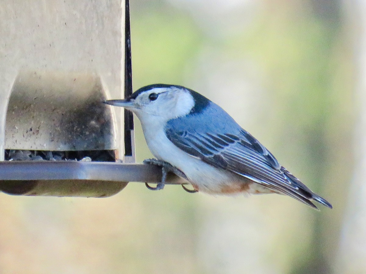 White-breasted Nuthatch - ML145476641