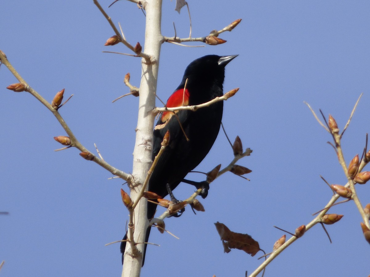 Red-winged Blackbird - Judy Lazarus Yellon