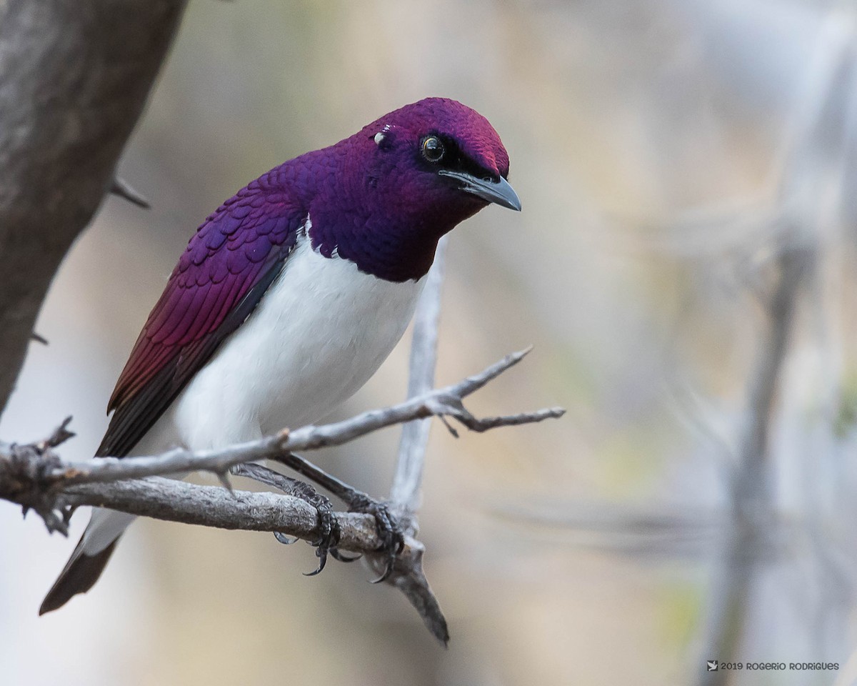 Violet-backed Starling - ML145478671