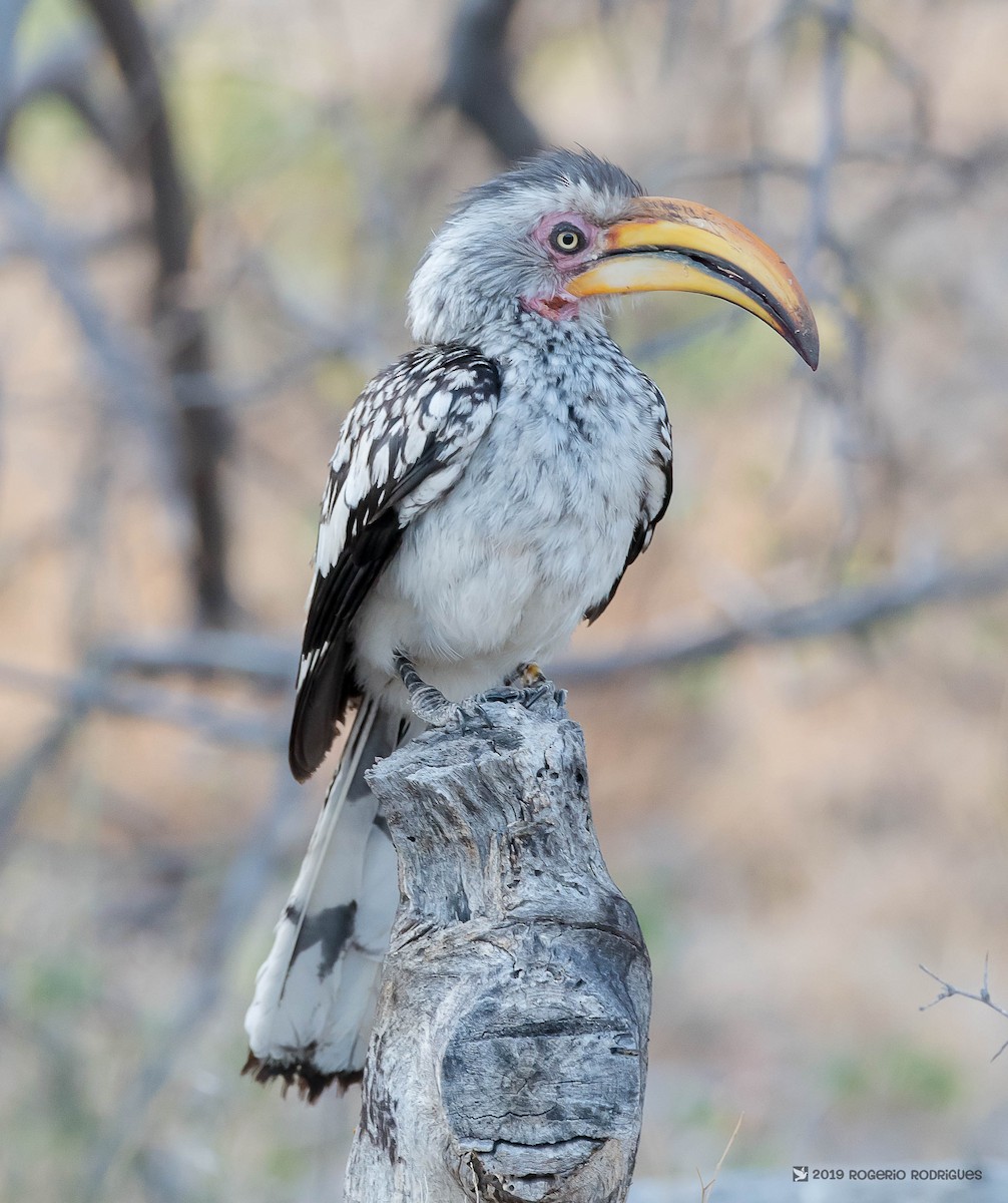 Southern Yellow-billed Hornbill - Rogério Rodrigues
