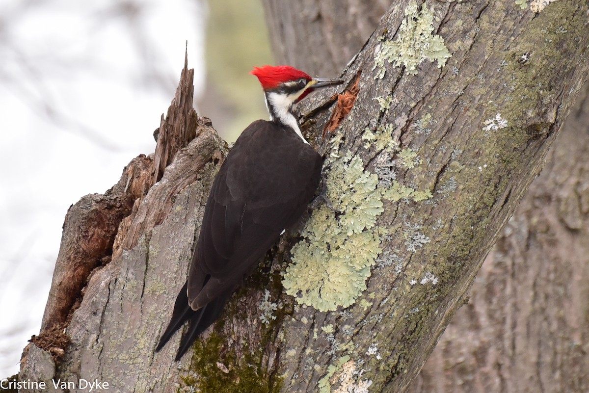 Pileated Woodpecker - Cristine Van Dyke