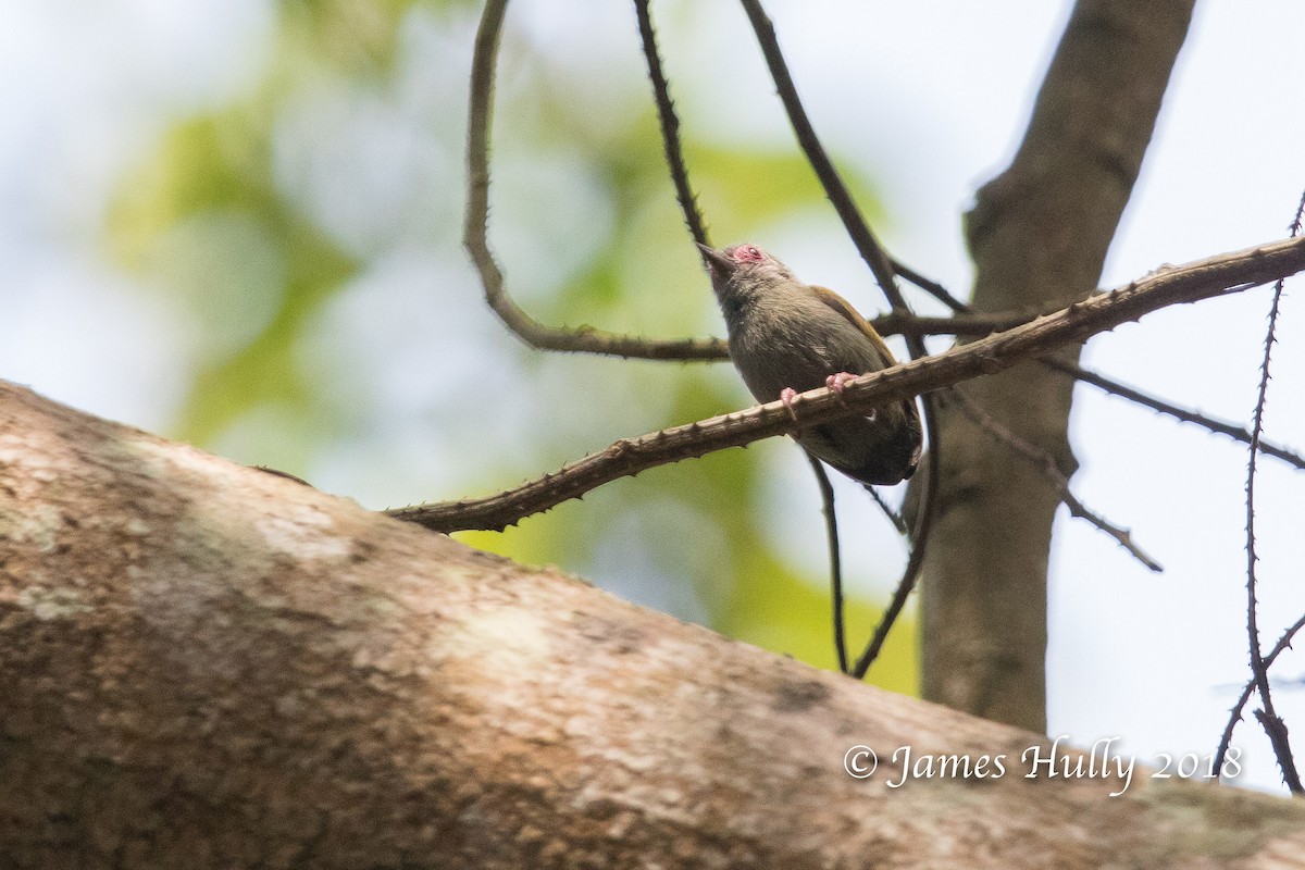 African Piculet - ML145483601