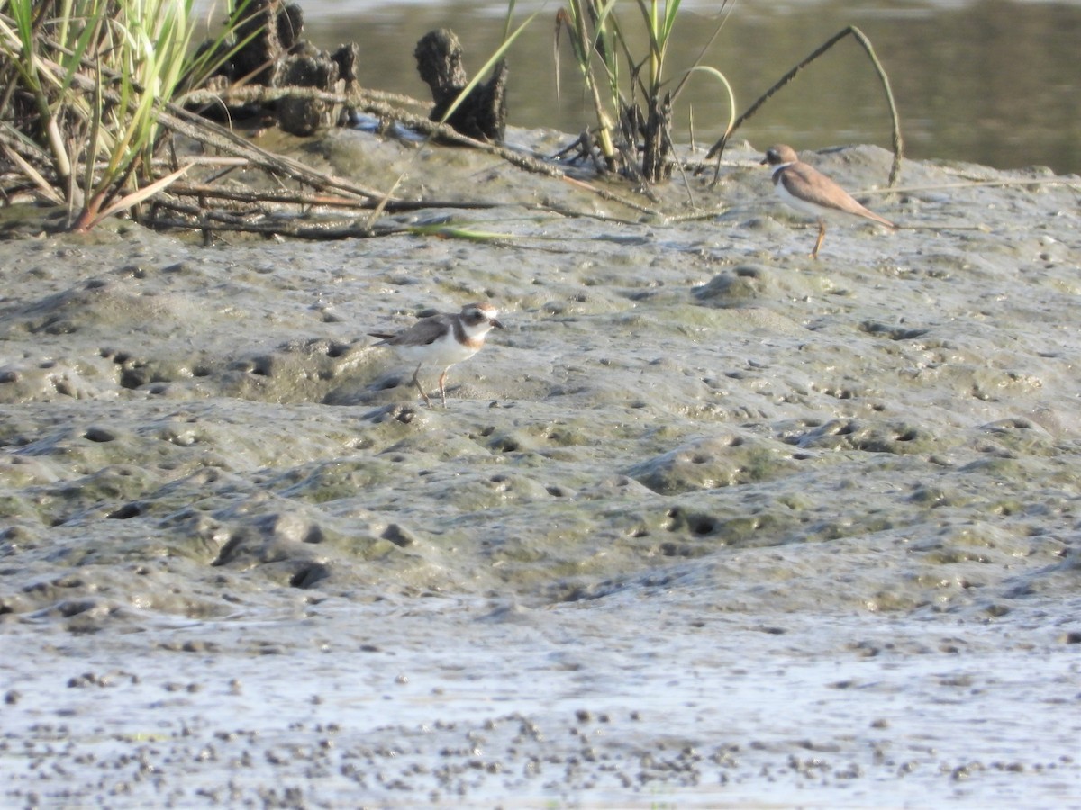 Semipalmated Plover - ML145487231