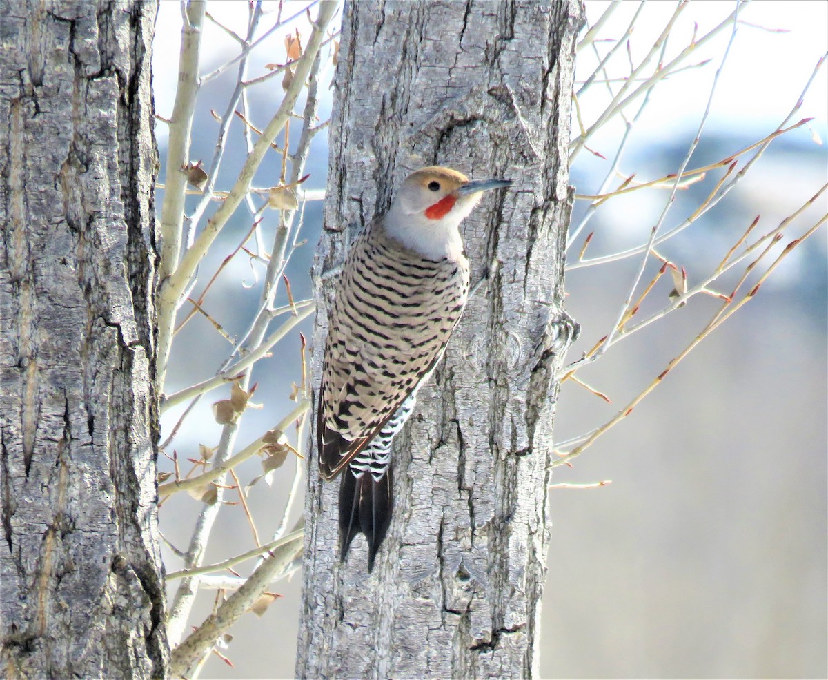 Northern Flicker (Red-shafted) - Jan Thom