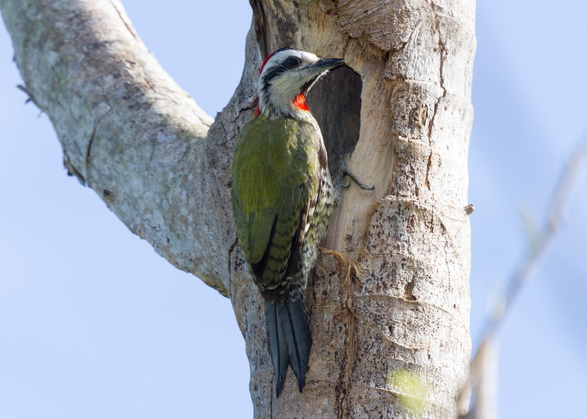 Cuban Green Woodpecker - Iain Robson