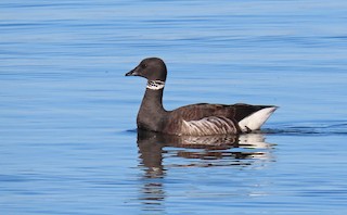 Brant, ML145494151