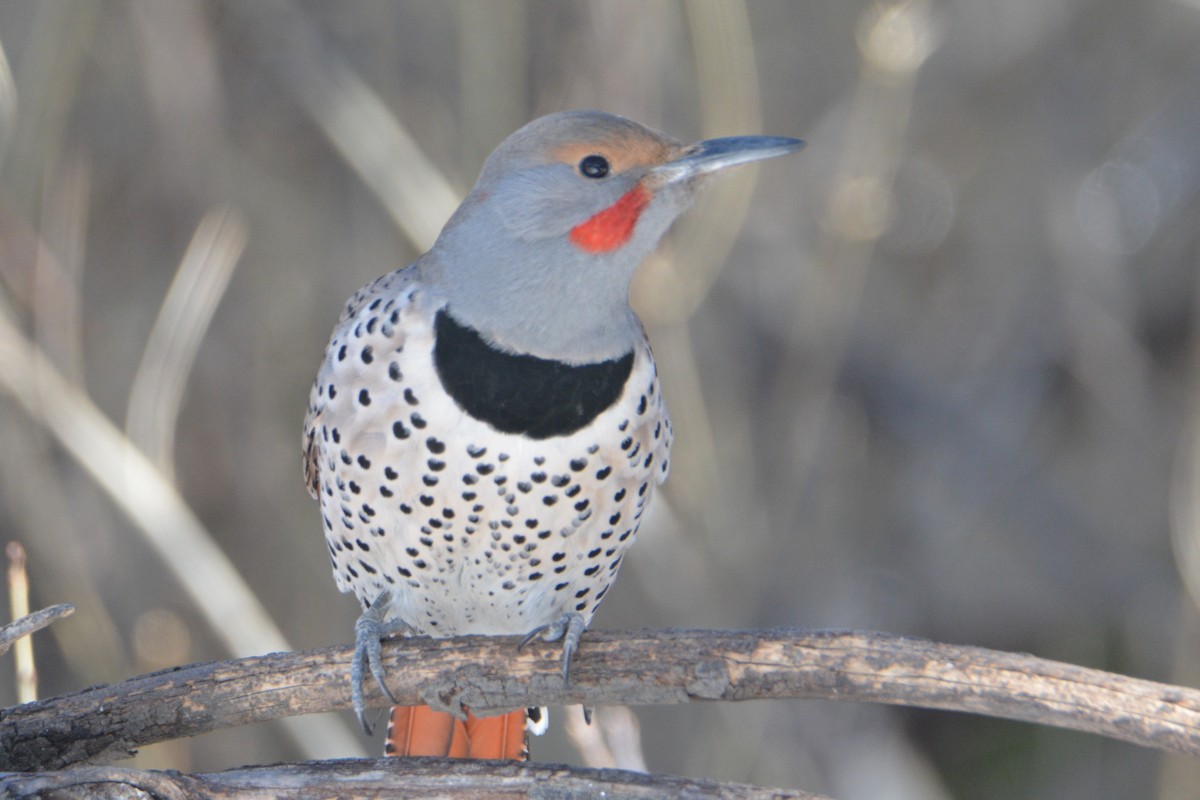 Northern Flicker (Red-shafted) - ML145494481