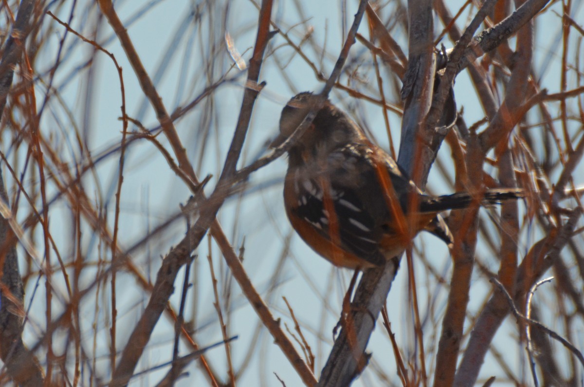 Spotted Towhee - Ron Burkert