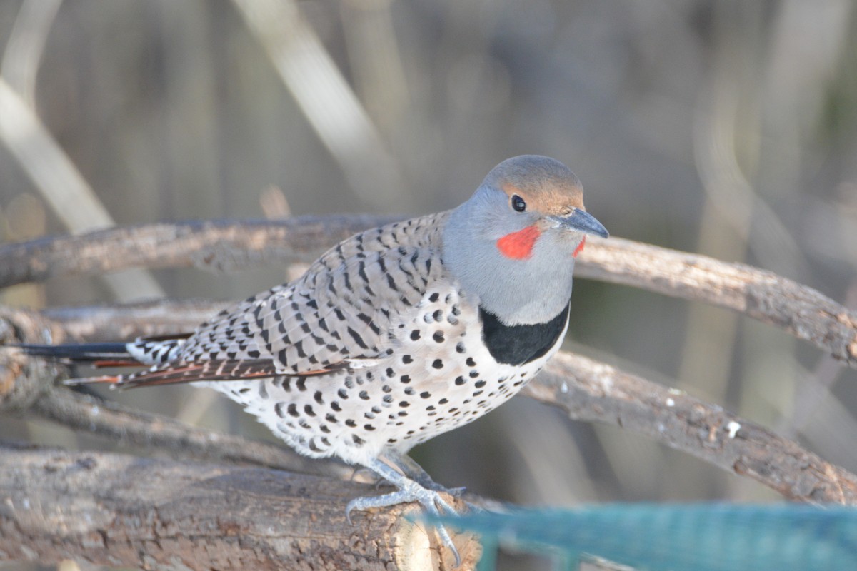 Northern Flicker (Red-shafted) - ML145494581