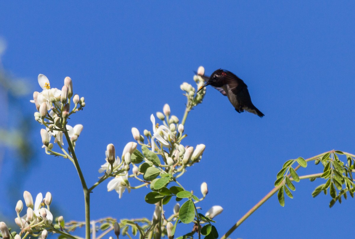 Bee Hummingbird - Iain Robson