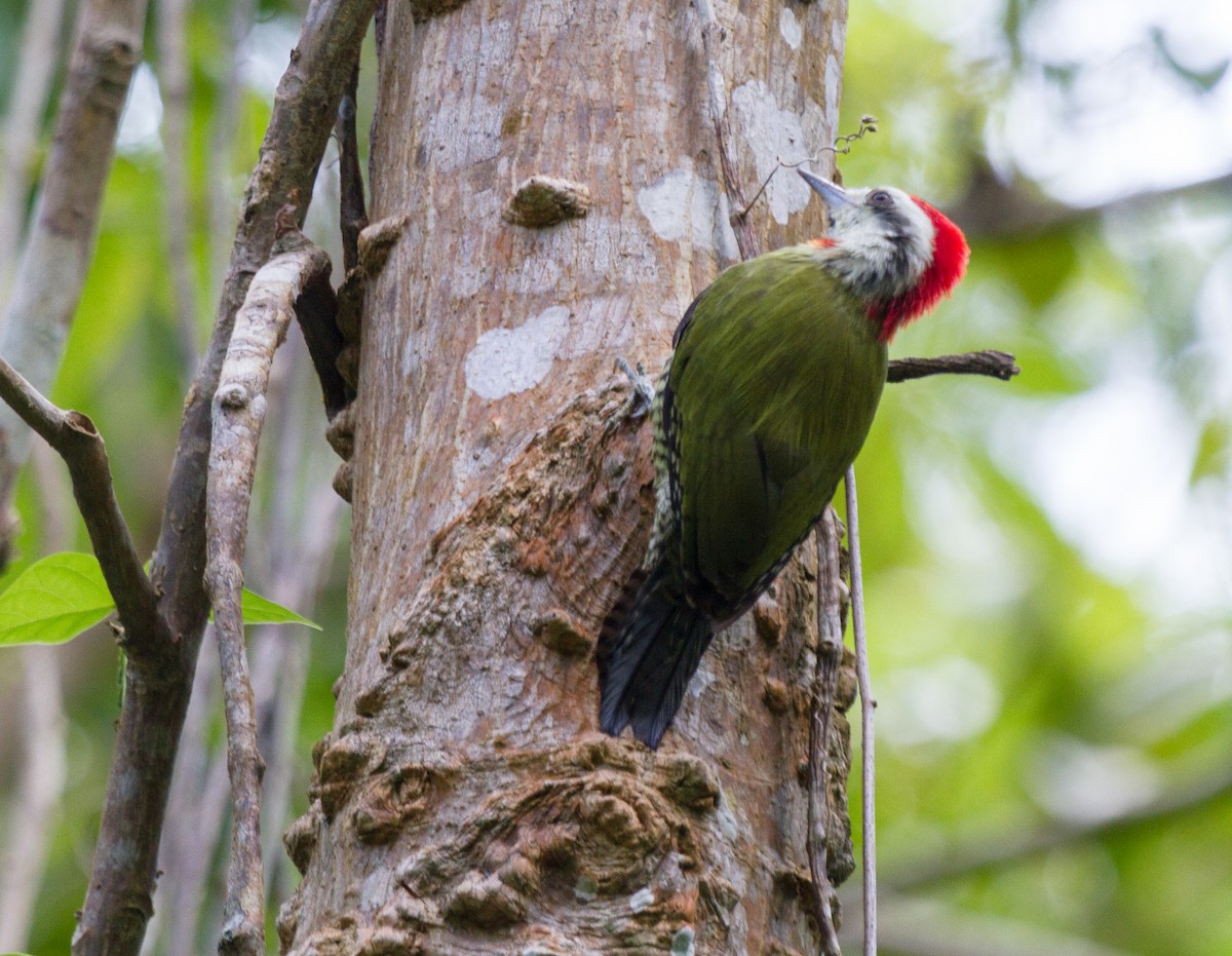 Cuban Green Woodpecker - Iain Robson