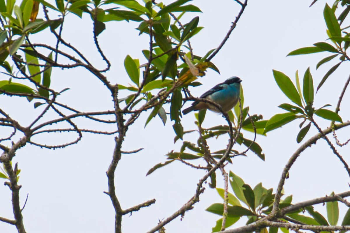 Blue-browed Tanager - ML145498751