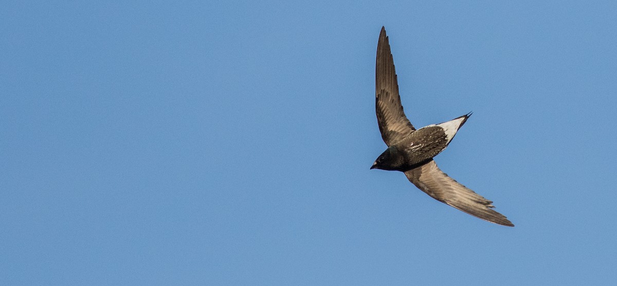 Brown-backed Needletail - ML145500721