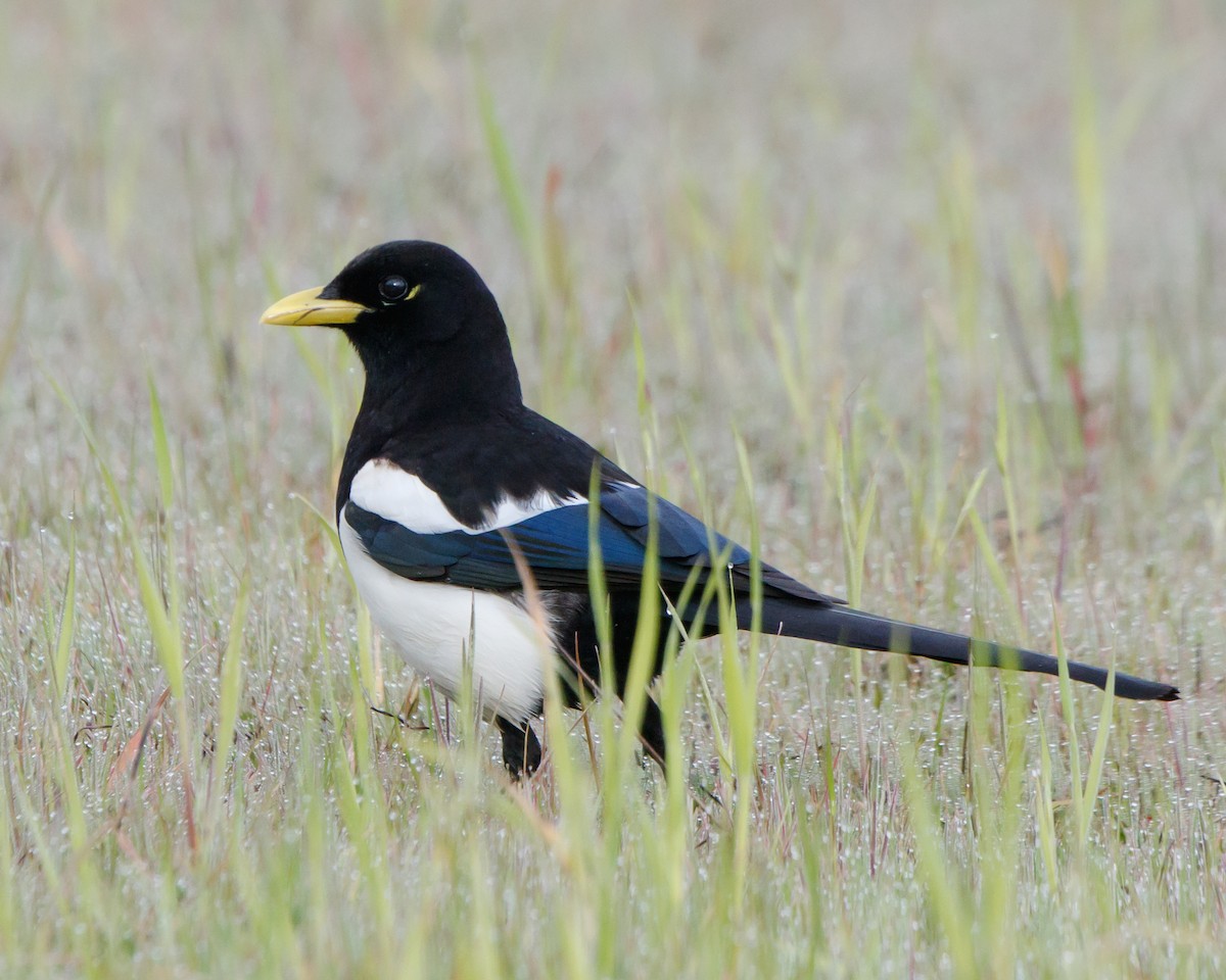 Yellow-billed Magpie - Jeff Stacey