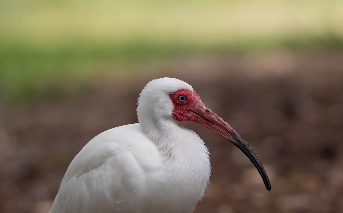 White Ibis - Brenton Reyner