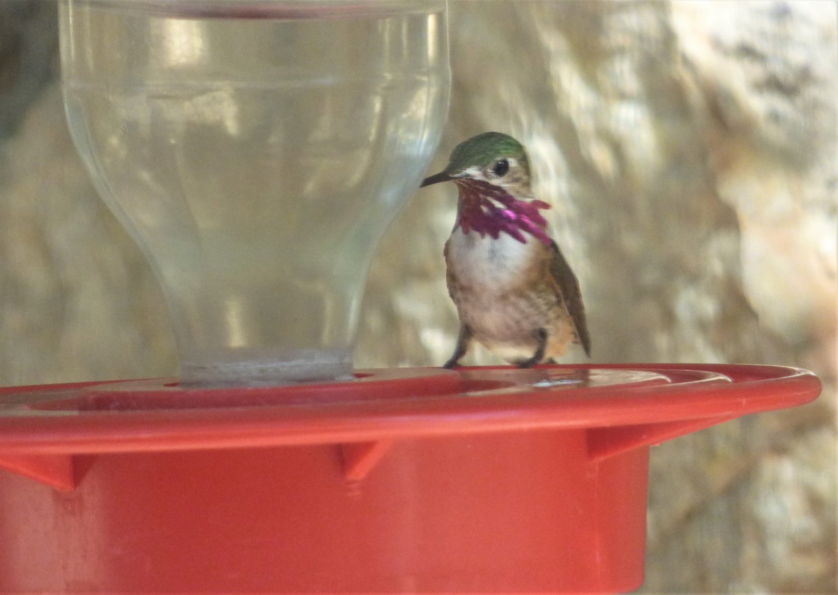Calliope Hummingbird - Judy Lazarus Yellon