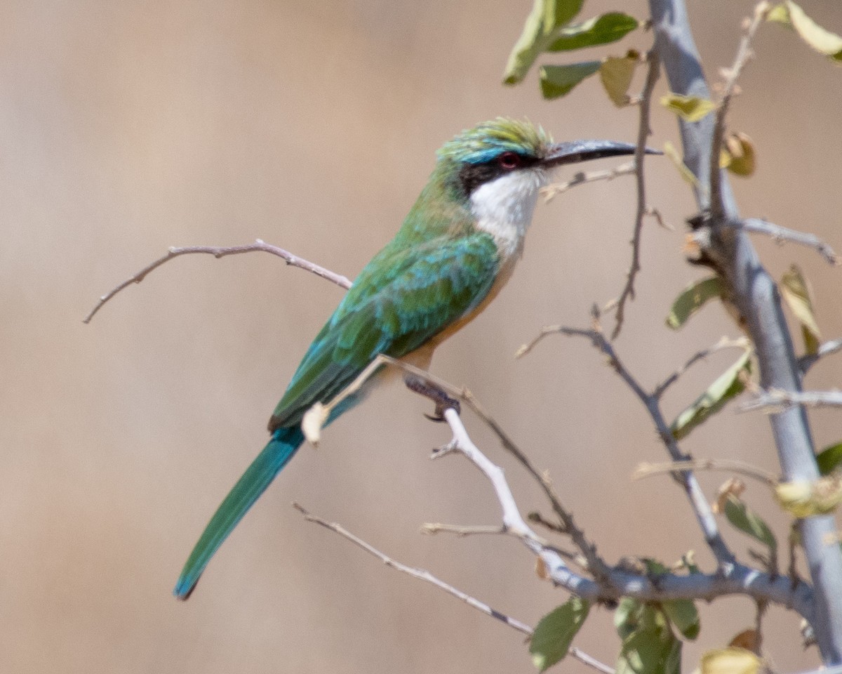Somali Bee-eater - ML145505941