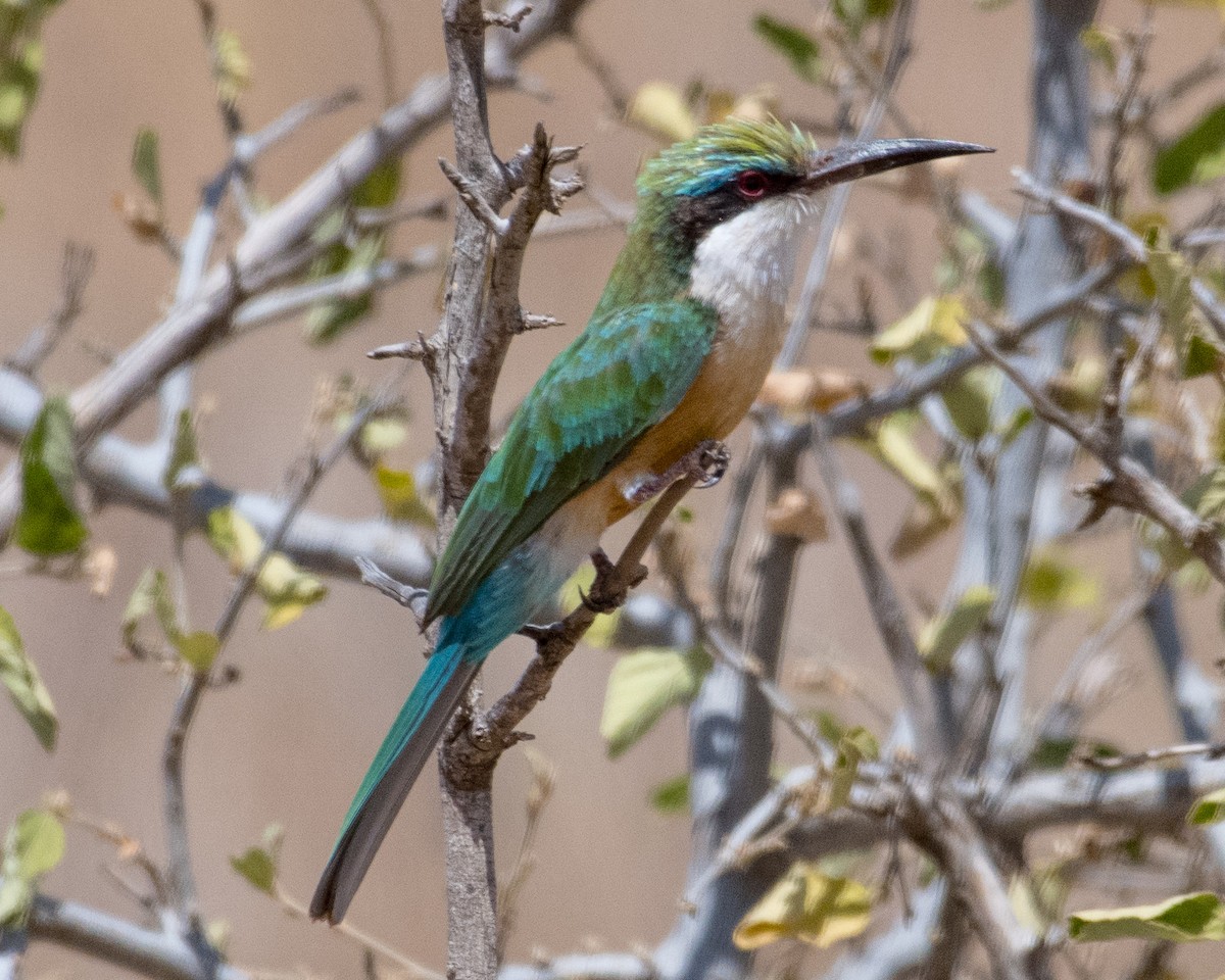 Somali Bee-eater - ML145505961
