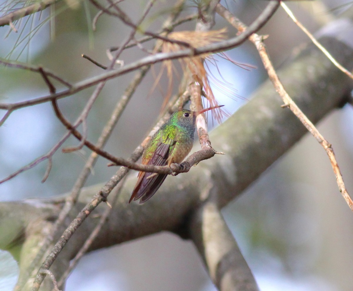 kolibřík yukatanský - ML145506681