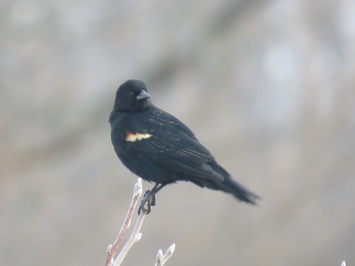 Red-winged Blackbird - Davis Balser