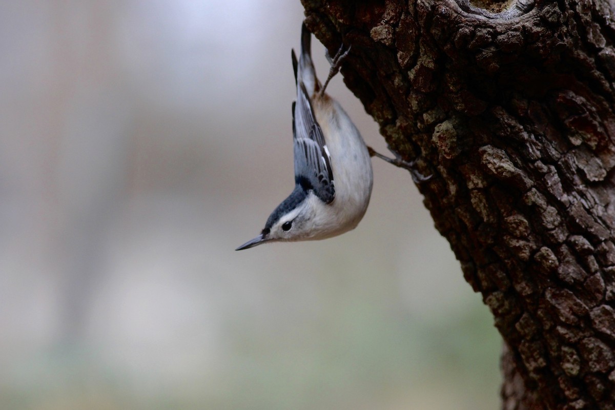 White-breasted Nuthatch - Jamie Adams
