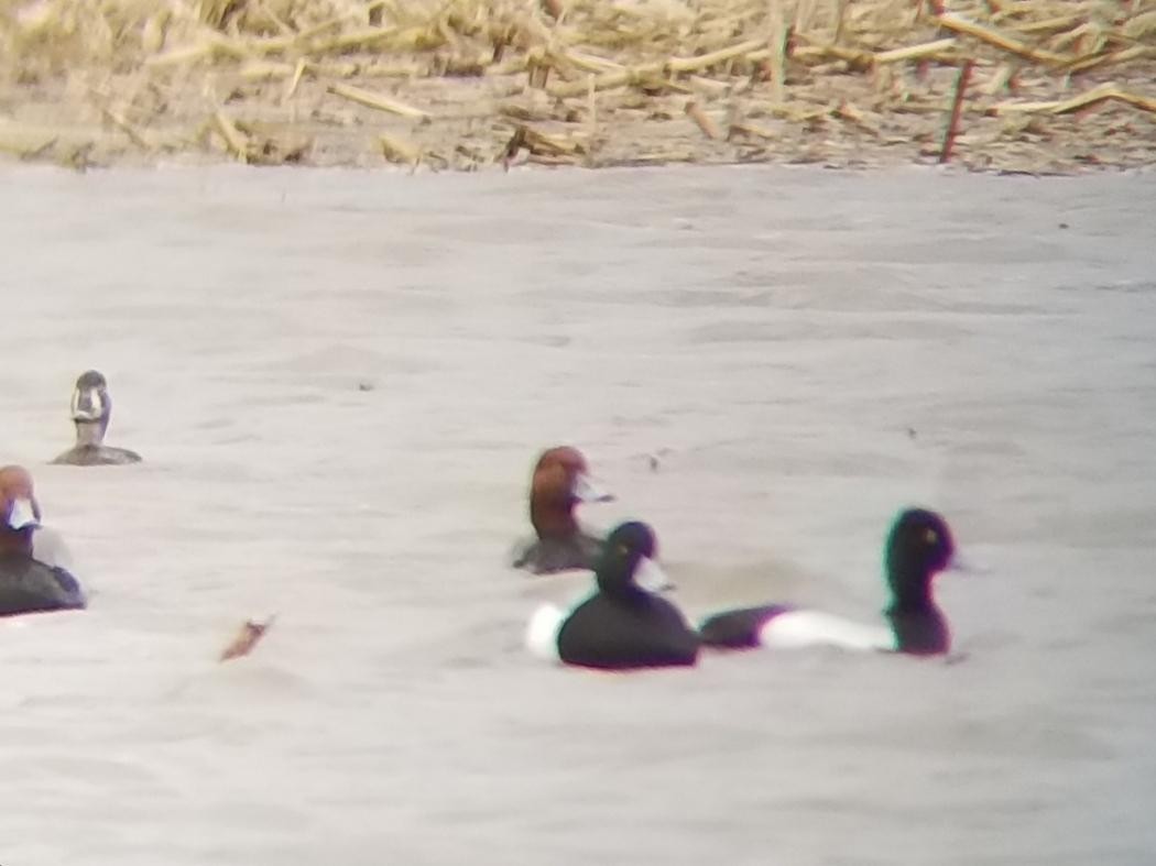 Greater Scaup - ML145508971