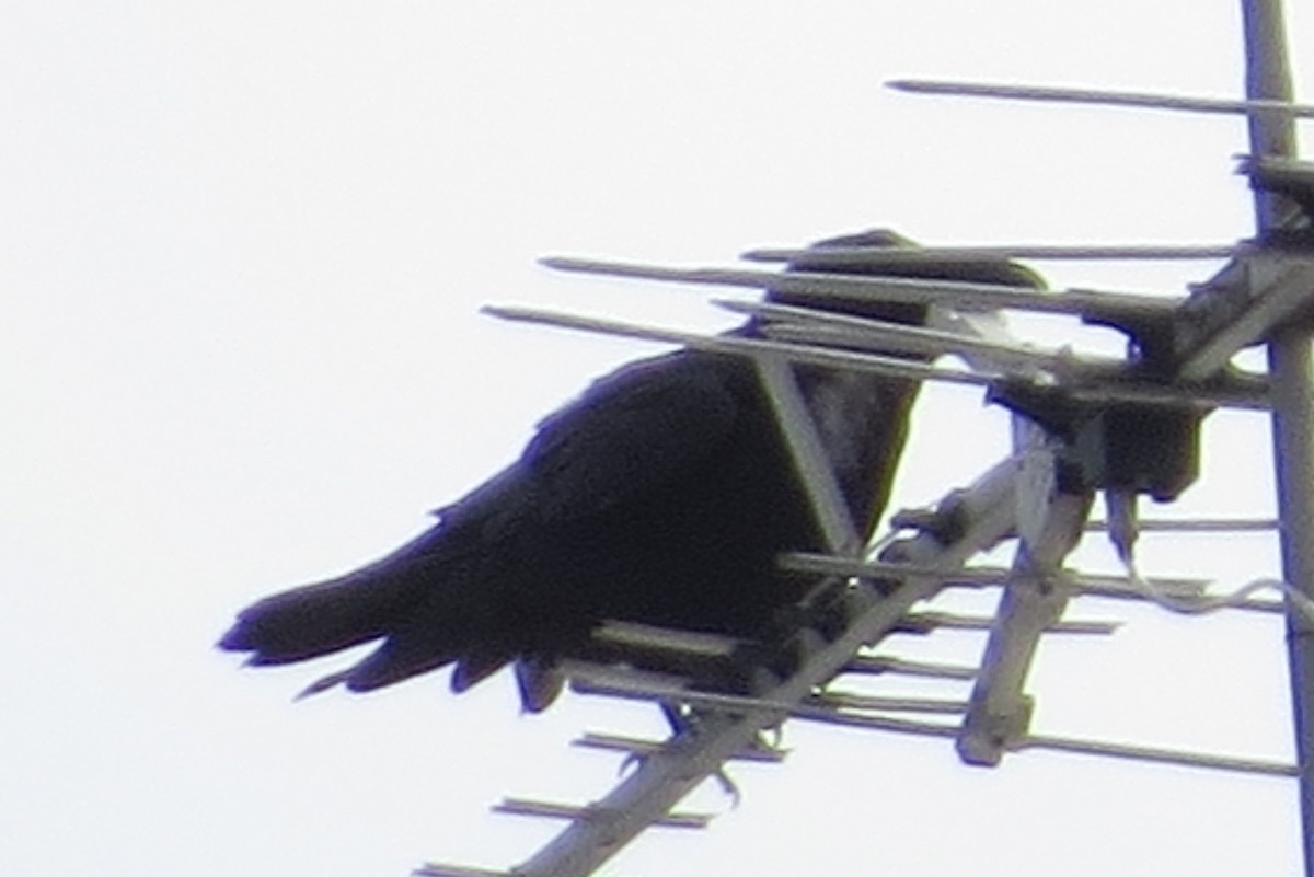Common Raven - ML145509101